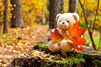 Autumn Teddy Bear Postcard