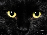 Black Cat Swap
