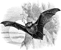 Bat Printmaking Postcard