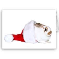 Christmas card scavenger hunt--Bunnies
