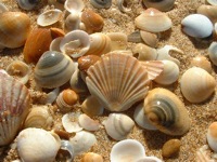 Seashell PC