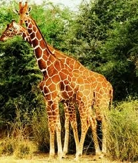 Wildlife ATC #1 - Giraffe