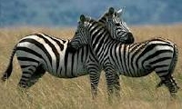 Wildlife ATC #2 - Zebra