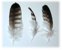 Draw 1 Feather