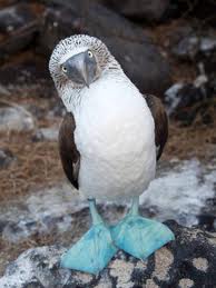 Blue-Footed Booby - Bizarre Animal #6 EDITED