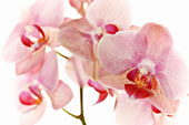 CALENDAR OF FLOWERS ATC-No 3 Orchids