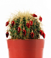 Cactus for Christmas PC