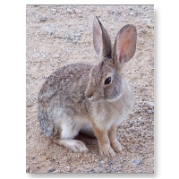 Rabbit PostCard 