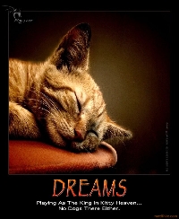 Dream Kitty, won't you purr for me?