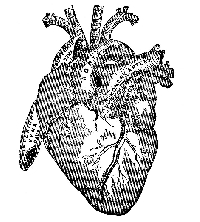 Quick Anatomical Heart