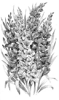 Zentangled Flower Series #9: Gladiolus