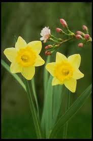 ATC Flower Series #7:  Daffodils