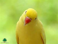 colored bird atc series YELLOW BIRD