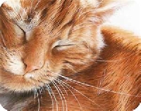 Ginger Cat Postcard Swap.