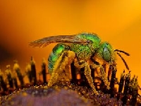 >o(//)- BizzBuzz Busy Bee Swap -(\\)o<