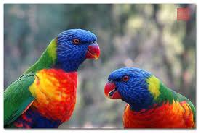 colored bird series ATC MULTI COLOR