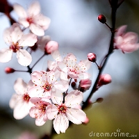 Cherry Blossoms Skinny