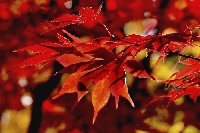 Seasons - Autumn Leaves Editted 04/16