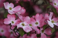 Page by Page Nature Journal: Dogwood Flowers