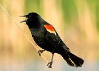 Page by Page Nature Journal: Red-Winged Blackbird