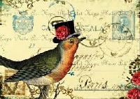 bird postcard
