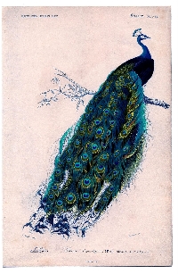 Exotic Bird ATC: Peacock