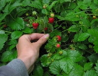 Wild Berries: Page by Page Nature Journal