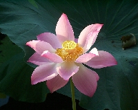 Zentangled Flower Series #1:  Lotus