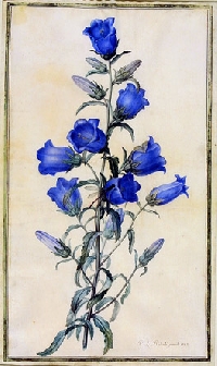 A Calendar of Flowers- Canterbury Bells or Daffodi
