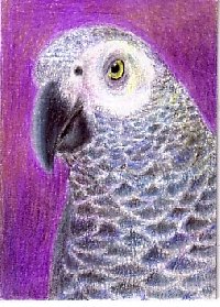 Parrot: Hand drawn/ Painted ATC