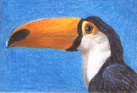 Toucan: hand drawn / painted ATC