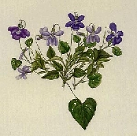 Violets: Page by Page Nature Journal/ Postcard