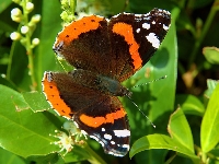 Page by Page Nature Journal: Red Admiral Butterfly