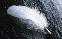 Feather ATC