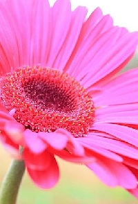 Pink Flower postcard