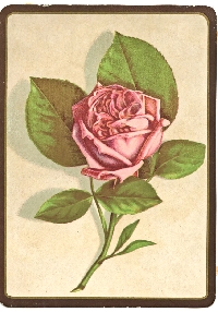 Vintage Skinny Card w/ a Pink Rose