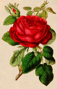 Vintage Skinny Card w/ a Red Rose