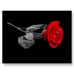 Rose/Pretty flower postcard