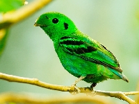 GREEN bird ATC 