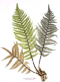 Ferns: Page by Page Nature Journal/ Postcard