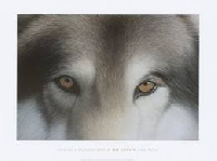 Wolf or dog postcard