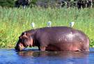 Hippopotamus ATC's