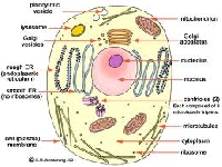 Science Nerds ATC #1:  Cells