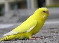 Yellow Bird atc (3rd in series) PP