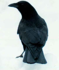 Crow Raven ATC Swap