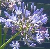 A Calendar of Flower- July- Agapanthus