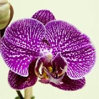 Zentangled Flower Series #4:  Orchid