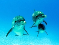 Dolphin Themed Swap