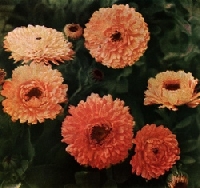 October Flower of the Month  Calendula (Marigold)