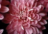 November Flower of the Month - Chrysanthemum
